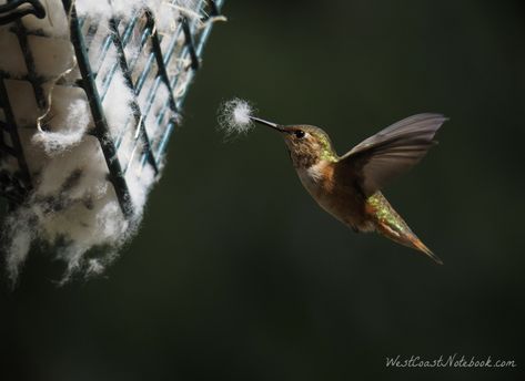 Rufous hummingbird gathering nesting material Hummingbird Nesting House, Humming Bird Nests, Hummingbird Playground, Hummingbird Nesting Material, Black Jacobin Hummingbird, Hummingbird Pictures, Tiny Bird, Animal Antics, Wildlife Gardening