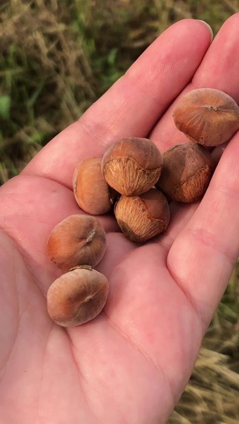 Edible (Native) Landscaping – American Hazelnut - The Land Connection Pocket Tattoo, American Hazelnut, Hazel Nut, Plant Recipes, Native Landscaping, Hazelnut Recipes, Quinoa Dishes, Vegan Nutella, Human Nutrition