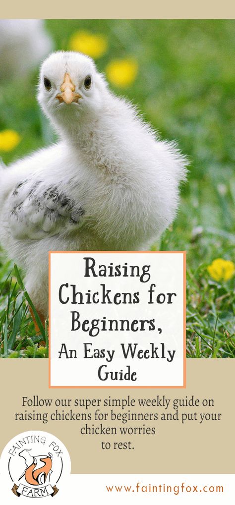 Chicks For Beginners, Raising Turkeys, Urban Chicken Farming, Chicken Raising, Baby Chicks Raising, Raising Chicks, Urban Chickens, Backyard Chicken Farming, Raising Backyard Chickens