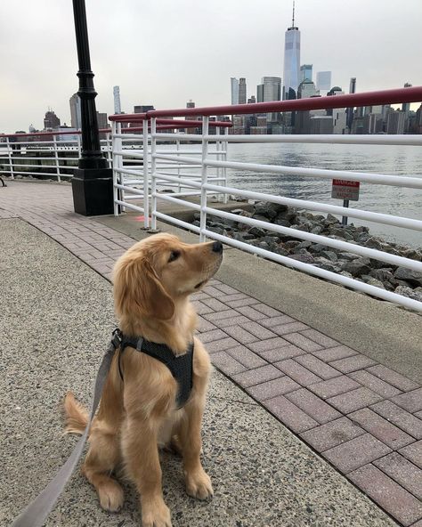 Dark Golden Retriever, Golden Retriever Instagram, New York Dog, York Dog, City Dog, I Like Dogs, New Dog, Dogs Golden Retriever, Fluffy Animals