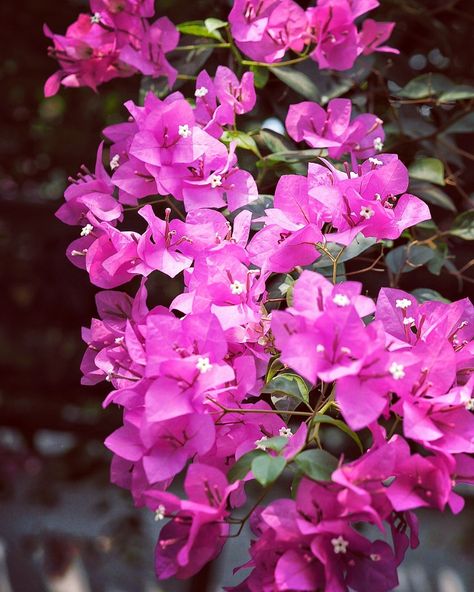 Bougenville flowers Bougenville Flowers Aesthetic, Bougenville Flowers, Sappho Tattoo, Container Gardening Flowers, Gardening Flowers, Flowers Aesthetic, Aesthetic Quotes, Bougainvillea, Tropical Flowers