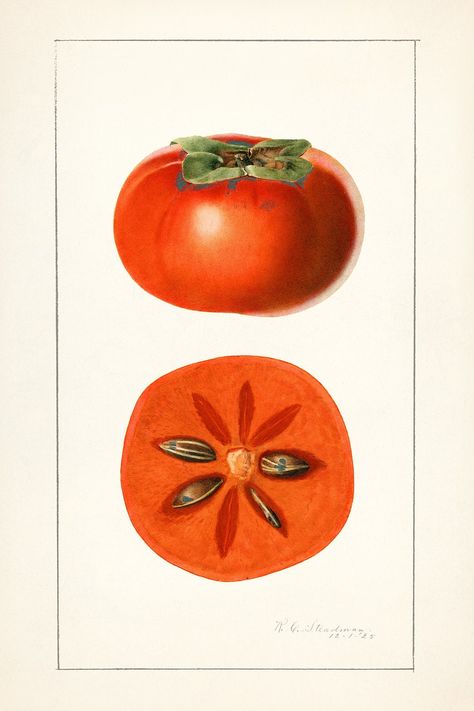 Vintage persimmons illustration. Original from U.S. Department of Agriculture Pomological Watercolor Collection. Rare and Special Collections, National Agricultural Library. Digitally enhanced by rawpixel. | free image by rawpixel.com Persimmon Fruit, Fruit Poster, Photography Backdrops Diy, Fruit Logo, Watercolor Collection, Free Illustration Images, Fruit Illustration, Diy Backdrop, Persimmon