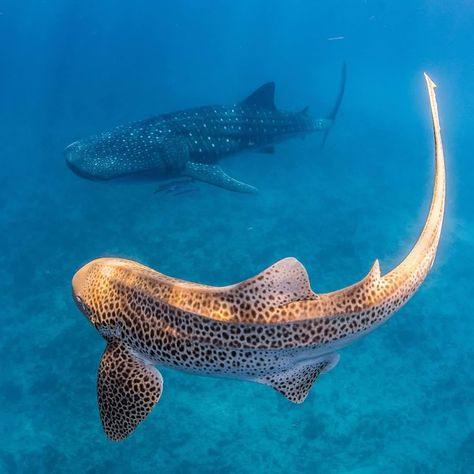 Australia on Instagram: “Who wore it better? 😎 This duo in @australiascoralcoast clearly got the memo that spots are going to be big this season. @jesshaddenphoto…” Shark Therian, Sharks Aesthetic, Zebra Shark, Leopard Shark, Shark Photos, Shark Pictures, Whale Sharks, Shark Diving, Beautiful Sea Creatures