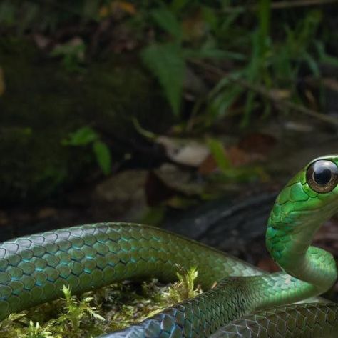 Sandro Perez Veltman on Instagram: "Chironius sp  Snakes of the genus Chironius are diurnal, fast moving snakes that predate mainly on lizards and frogs. At night they can be found sleeping coiled up on vegetation, often near streams.   They can attain quite a large size, some species even reaching up to a whopping 2.7m! This individual was a tiny juvenile found in a cloud forest at around 1800m asl.   Seen in @soqtapata_preservation with @faunaforever @chrisketola  #herping #herpingtheglobe #herpetology #herp #herpphotography #wildlifeplanet #wildlifephotographer #wildlifeperfection #wildlifephotos  #nature #nature photography #naturelovers #naturelover #naturelife #naturaleza #fotos #natureshots #natureshot #naturepic #naturepics #wildlifephotography" Snake In Forest, Cloud Forest, Wildlife Photos, Fast Moving, Lizards, Amphibians, Wildlife Photography, Frogs, Nature Pictures