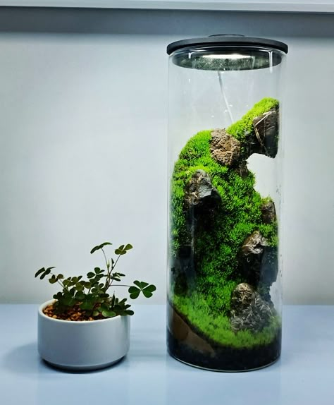 Tall Vase Terrarium, Futuristic Terrarium, Cylinder Terrarium, Cylinder Aquarium, Fire Shrimp, Tall Terrarium, Vase Terrarium, Terrarium Bonsai, Tall Cylinder Vases