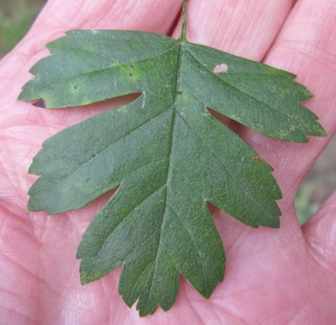 Hawthorne Plant, Common Hawthorn, Hawthorn Leaves, Hawthorn Leaf, Tree Types, Flower Structure, Hawthorn Tree, Tree Identification, Spring Red