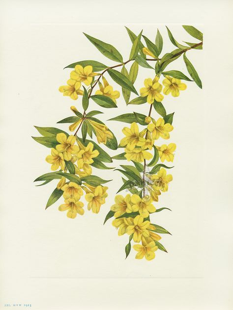 South Carolina: Yellow Jessamine Carolina Jessamine, Antique Botanical Print, Flower Tattoo Sleeve, Painting Medium, Trendy Flowers, Botanical Painting, Vintage Botanical, Antique Prints, Botanical Illustration