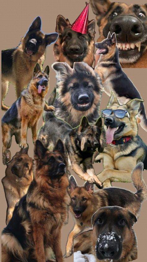 Wallpaper with German shepherd German Shepherd Wallpaper, German Shepherd