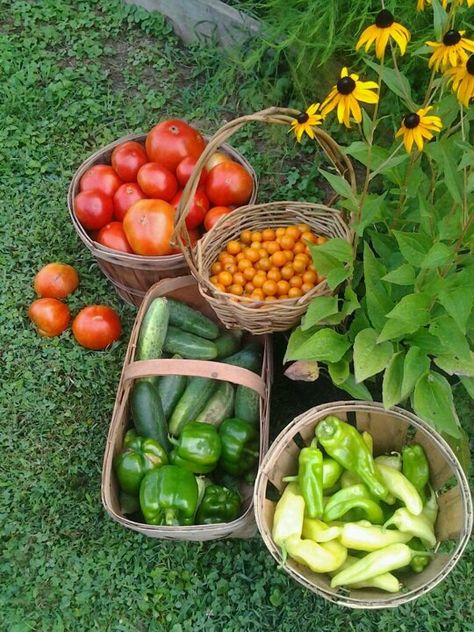 Farm Lifestyle, Future Farms, Farm Gardens, Spring Garden, Pretty Food, Permaculture, Dream Garden, Country Life, Farm Life