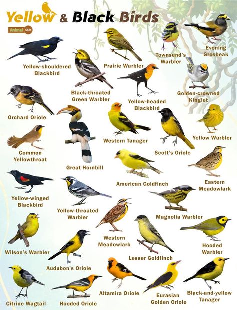 Black and Yellow Birds – Facts, List, Pictures Birds Species, Names Of Birds, Animal Infographic, Pig Breeds, Birds Feathers, Birds Photography Nature, Bird Facts, Yellow Birds, Bird Identification