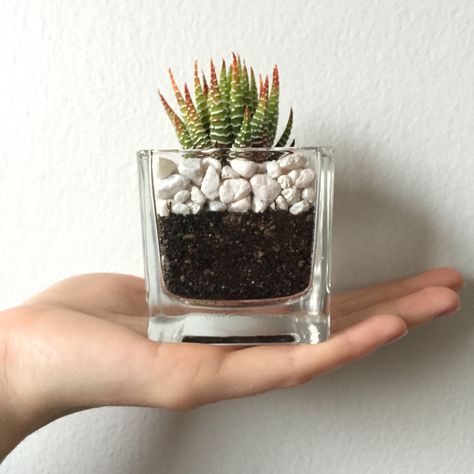 Pinterest Plant, Succulents In Glass, Kaktus Dan Sukulen, White Gravel, Succulent Garden Indoor, Zebra Plant, Jade Plant, Succulent Garden Diy, Inside Plants