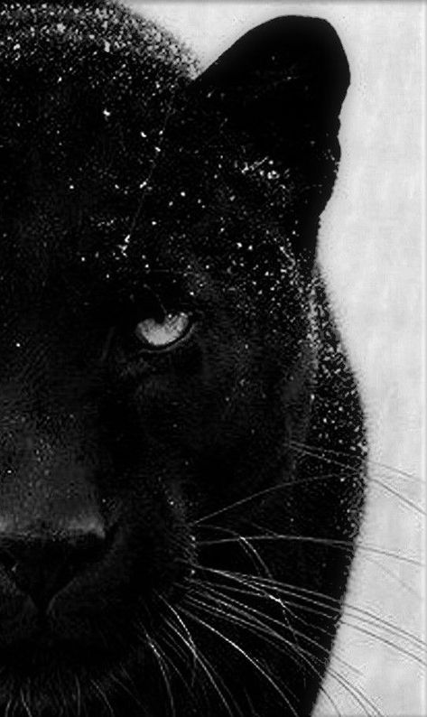 Black Panther | Fond ecran animaux, Animaux noir et blanc, Panthère noire Black Jaguar Animal, White Panther, Black Panther Cat, Panther Pictures, Panther Cat, Jaguar Animal, Panther Art, Wild Animals Photos, Black Panther Art