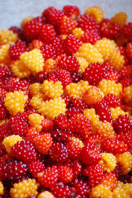 Alaska Salmon Berries Alaska Salmon, Thanh Long, Fruit Photography, Beautiful Fruits, Fruit Garden, Exotic Fruit, Delicious Fruit, Fruit And Veg, Beautiful Food