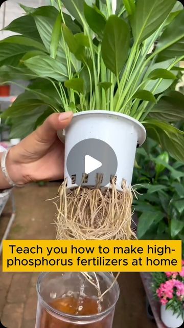 Garden Flowers on Instagram: "Making phosphorus fertilizer is easy #gardening #garden #gardeningtips #gardenlife #gardeninspiration #gardenideas #gardenlove #gardendesign #gardenersofinstagram #gardenersworld #garden_styles #gardenphotography #gardenlovers #gardenerslife #gardenart #gardenbeauty #gardensofinstagram #gardenplants #gardenviews #gardenersparadise #gardenista #gardeningcommunity #gardenloversclub #gardenaddict #gardeners #gardenerslife" Garden Home Ideas, Easy Gardening, Photograph Video, Garden Flowers, Garden Styles, Garden Home, Plant Care, Gardening Tips, Planting