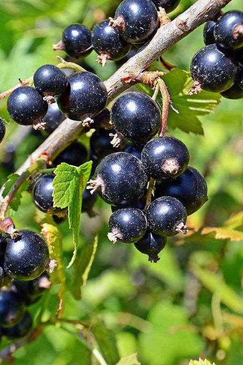 Black Currant Recipes, Currant Recipes, Fruit Bushes, Fruit Parfait, Fruit Photography, Beautiful Fruits, Black Currant, Black Currants, Pretty Plants