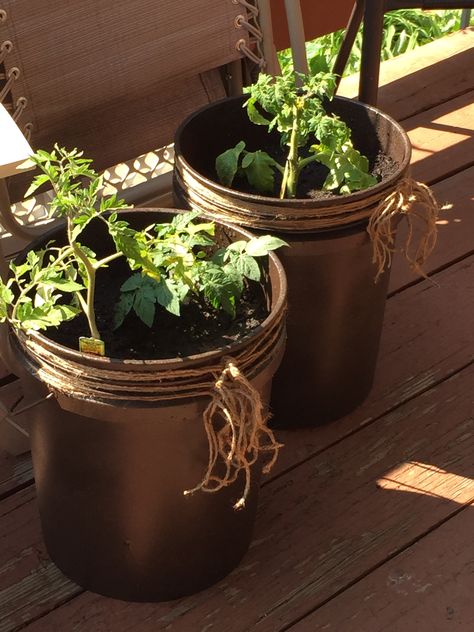 Diy 5 gallon bucket patio container tomato planter   Spray a 5 gallon bucket and add twine I used 4 cans of metallic textured spray paint on a home depot bucket Paint Bucket Ideas Flower Pots, Decorate 5 Gallon Bucket Ideas, 5 Gallon Bucket Planter Ideas, Paint Bucket Ideas, Gallon Bucket Garden, 5 Gallon Bucket Garden, Bucket Garden, Tomato Planter, Textured Spray Paint