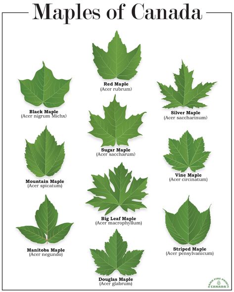 Tree Bark Identification, Tree Leaf Identification, Leaves Name, Leaf Identification, Tree Identification, Weird Plants, Maple Trees, Married Couples, Big Leaves