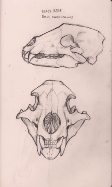 Animal Bones Drawing Sketch, Bear Skull Reference, Raccoon Skull Drawing, Pig Skull Drawing, Dog Skull Reference, Bear Skull Drawing, Bear Skull Tattoo, Animal Skull Art, Animal Skull Drawing