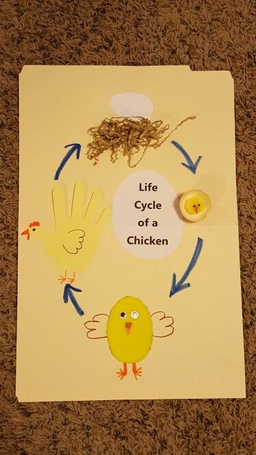 Life Cycle of a Chicken. 4H Clover Kid project. Clover Buds 4h, Clover Bud 4h Crafts, 4h Chicken Poster Ideas, Clover Kids Projects 4-h, Clover Bud 4h Projects, 4h Project Ideas Cloverbuds, Clover Kids 4h Projects, 4 H Cloverbud Project Ideas, 4h Cloverbud Activities