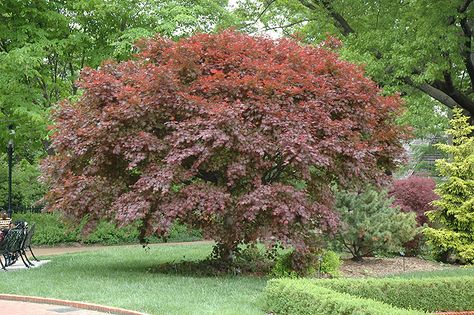 Click to view full-size photo of Trompenburg Japanese Maple (Acer palmatum 'Trompenburg') at New Garden Landscaping Front Yard Patio, Japanese Maples, Orchid Garden, Video Garden, Japanese Maple Tree, Garden Design Layout, Specimen Trees, Orchids Garden, Tree Nursery