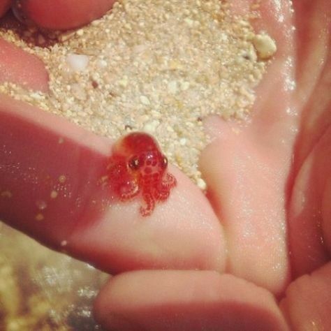 Tiny Octopus, Pinterest Cute, Baby Octopus, Baby Animals Pictures, Cutest Animals, Animal Crackers, Baby Animals Funny, Cute Animal Pictures, Beautiful Animals