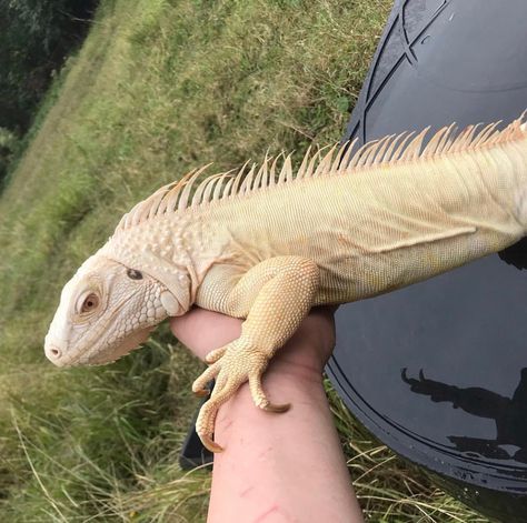 Albino Lizard, Blue Iguana, Dragon Reference, Lizards, Creature Design, Color Ivory, Wild Animals, Reptiles, Animal Kingdom