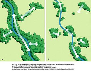 Riparian Buffers as Wildlife Corridors | by placeuvm Conservation Architecture, Green Corridor, Corridor Design, Conservation Of Natural Resources, Nature Conservation, Wildlife Conservation, Healthy Plants, Permaculture, Landscape Architecture