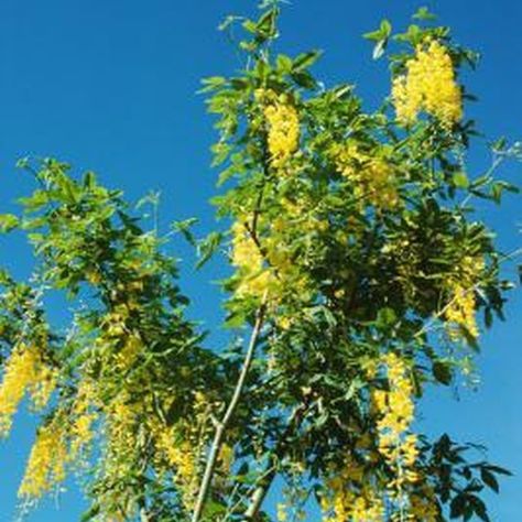 The golden rain tree is a member of the soapberry family. The tree features hundreds of tiny flowers that are comprised of four golden petals with a cinnamon-colored center. The panicles become seed pods that are 2 inches long and set in three sections. The pods start out green but age to brown and cling to the tree over winter. Several problems... Laburnum Tree, Tree With Yellow Flowers, Golden Chain Tree, Golden Rain Tree, Rain Tree, Ornamental Trees, Tree Seeds, Golden Flower, Golden Chain