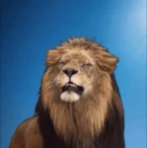 Lion Gif, Shaking Gif, Lion Roar, Lion Love, Roaring Lion, Beautiful Night Images, King Of The Jungle, Lion Pictures, Lion Of Judah