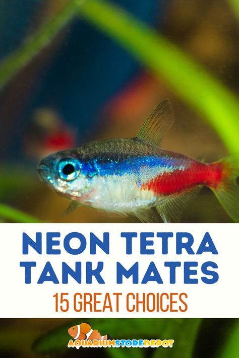 neon tetra tank mates Neon Tetra Tank, Neon Tetra Fish, Aquarium Store, Tetra Fish, Neon Tetra, Community Tanks, Aquarium Ideas, Fish Care, Reef Tank