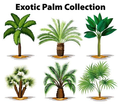 Descargar Diferentes tipos de palmeras exóticas. Vector. ¡Encuentre más de un millón de vectores gratuitos, gráficos de Illustrator, imágenes vectoriales, plantillas de diseño e ilustraciones creadas por diseñadores de todo el mundo! Trees Pictures, Palm Tree Pictures, Palm Plant, Tree Illustration, All About Plants, Palm Trees, Vector Art, Cactus, Trees