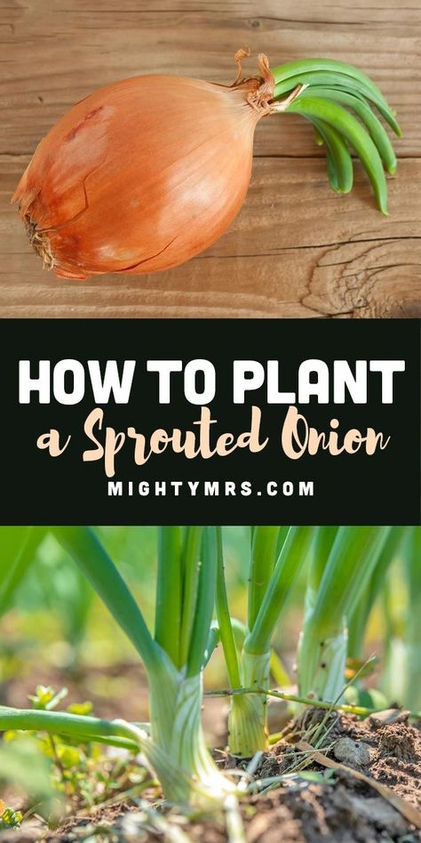 How to Plant a Sprouted Onion - Don't throw away those possibly rotten, sprouted onions. You can grow a new onion from that! In fact, usually 3 new onions. Find out how to get onion seedlings from a grocery store sprouted onion and how deep to plant, how to space them out, what they need to grow and how to harvest your onion bulbs to eat. Everything you need to know to get start growing onions in your garden from onions that have sprouted. Step-by-step. Easy enough for novice gardeners. Sprouted Onions, Onion Seedlings, Growing Hacks, Onion Garden, Green Onions Growing, Plantarea Legumelor, Onion Sprouts, Regrow Vegetables, Growing Onions