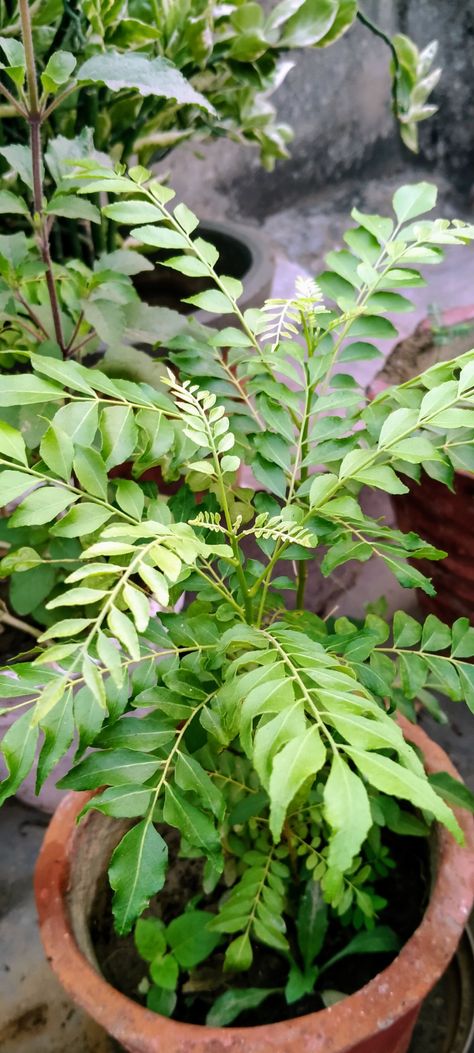 Curry Leaves Plant, Curry Plant, Curry Leaf Plant, Biology Lessons, Curry Leaves, All About Plants, Biology, Health Benefits, Plant Leaves