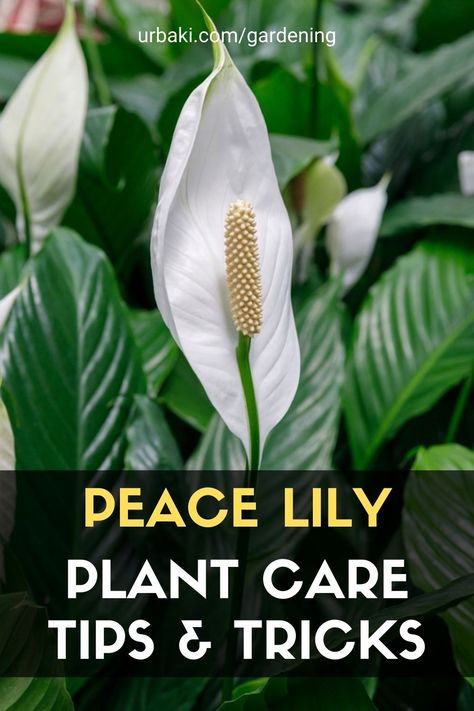 This video will teach you tricks & tips for keeping your Peace Lily houseplant healthy & happy as an indoor plant! The care needs for peace lily are simple. We all live in different home environments so just keep a good watch on your plant so you know how to care for the plant. If you notice a warning sign such as; drooping, discoloration, stunted growth, & abnormal things like that make changes to your routine! #urbakigardening #gardening #peacelily #plantcare #tipsplant #tricksplant Peace Lily Indoor, Peace Lily Plant Care, Peace Lily Flower, Peace Lily Care, Lily Plant Care, Peace Lillies, Lily Care, Planting Plants, Peace Lily Plant