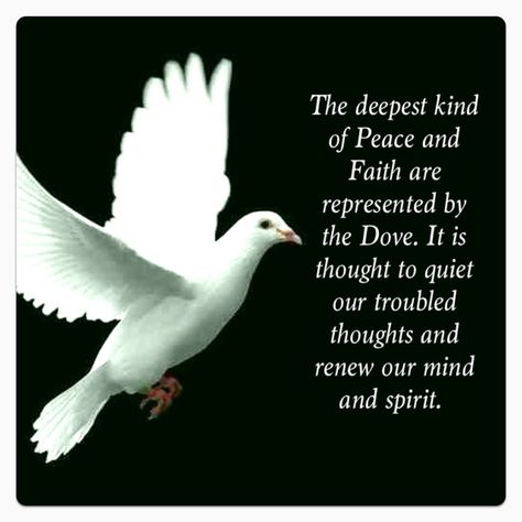 The deepest kind of Peace and Faith are represented by the Dove. It is thought to quiet our troubled thoughts & renew our mind & spirit. Dove Symbolism, Spirit Animal Meaning, Turtle Doves, Dove Pictures, Bird Quotes, Quotes Bible, The Dove, White Dove, Inspiration Quote