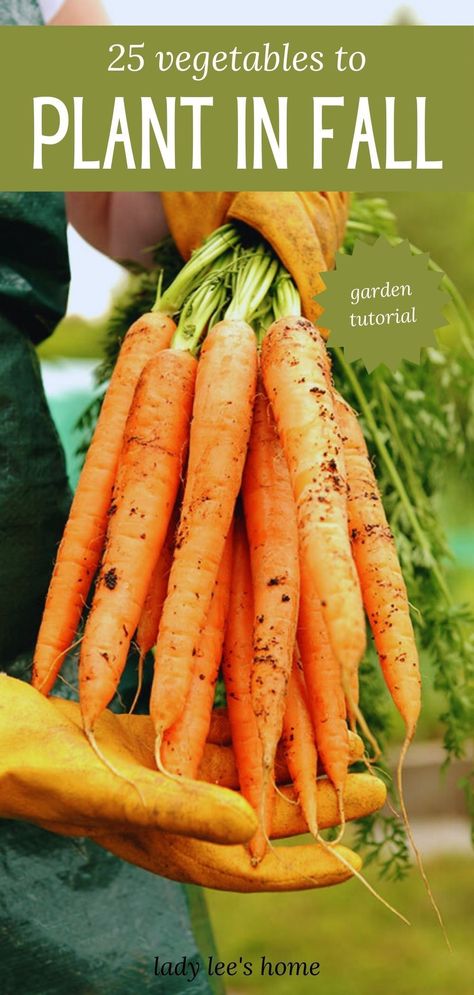 This is a list of 25 vegetables that you can grow in the fall garden. There is so much to do in the fall garden and fall is a great time to plant and grow food. Get ready with this list! Food To Plant In The Fall, Vegetables To Grow In Fall, What To Grow In The Fall, Things To Plant In The Fall, What To Plant In The Fall, Fall Planting Vegetables, What To Plant In October, Fall Vegetable Garden, Fall Vegetables To Plant