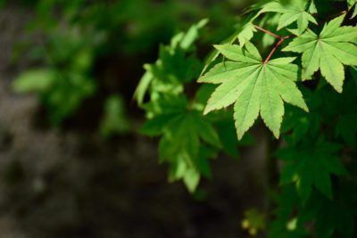 Amur Maple Facts: Learn How To Grow An Amur Maple Tree - The Amur maple is a large shrub or small tree prized for its compact size, rapid growth, and showy bright red color in the fall. You can learn more about how to grow an Amur maple tree in the landscape of your home by clicking on this article. Tree Mural Kids, Tree Design On Wall, Tree Wallpaper Bedroom, Amur Maple, Bonsai Tree Tattoos, Tree Of Life Artwork, Birch Tree Wallpaper, Dollar Tree Diy Organization, Family Tree Photo