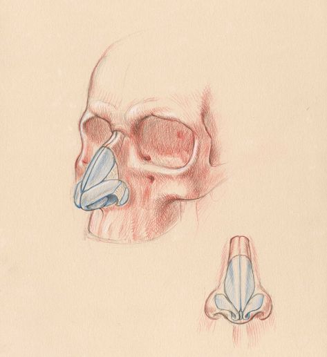 The various cartilage segments of the nose in front and 3/4 views, from my book "Dynamic Human Anatomy", The Monacelli Press-Phaidon. #anatomydrawing #drawinganatomy #nosecartilage #nosecartilages #figureanatomy #dynamichumananatomy @PhaidonPress1923 @TheMonacelliPress Heads Anatomy, Head Anatomy, Anatomy Drawing, The Nose, Human Anatomy, Green Aesthetic, Anatomy, Medical, Human