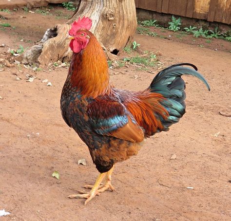 Free photo: Birds, Cock, Chicken, Farm, Poultry - Free Image on Pixabay - 1560185 House Chicken, Chicken Images, Dove Pictures, Copyright Free Images, Horse Feed, Hen Chicken, Chicken Feed, Poultry Farm, Chickens And Roosters