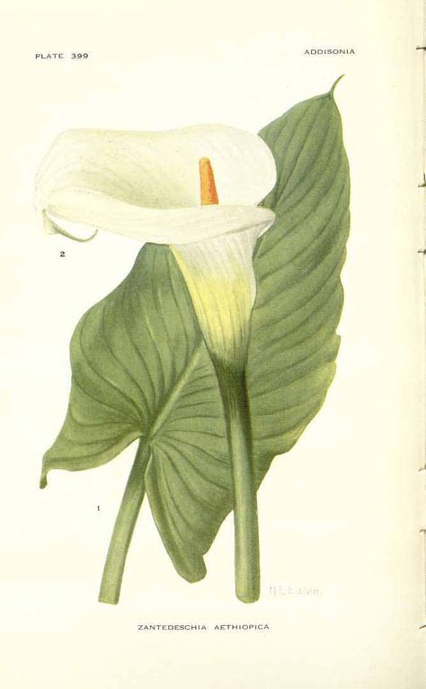 vintage botanical print calla lily Zantedeschia Aethiopica, Lilies Drawing, Arum Lily, Wall Art Decor Prints, Botanical Art Prints, Decor Prints, Vintage Botanical Prints, Vintage Poster Art, Botanical Drawings