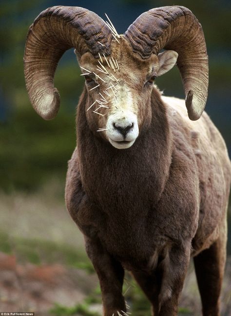 Badass Pictures, Elephant Shrew, Sheep Skull, Banff National Park Canada, Aries Art, Big Horn Sheep, Bighorn Sheep, Wildlife Photographer, The Ram