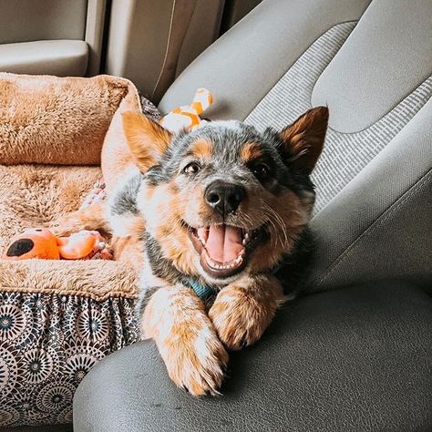 good boy alert 😭😭 Animal Wallpaper Aesthetic, Red Heeler Dog, Cattle Dog Puppy, Aussie Cattle Dog, Austrailian Cattle Dog, Cattle Dogs Rule, Blue Heeler Puppies, Foto Cowgirl, Heeler Puppies