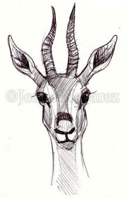 Art by Jeane Nevarez: October 2010 Gazelle Drawing, Gazelle Tattoo, Gazelle Animal, White Gazelle, Hatch Drawing, News Reporter, Face Drawing, Hand Lettering, Moose Art