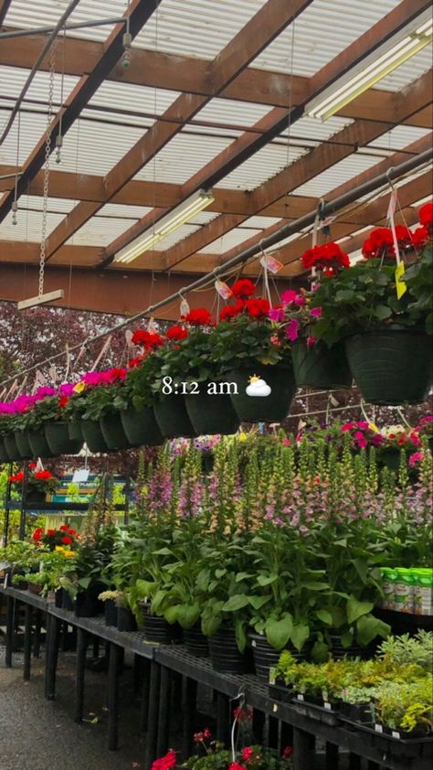 #instagram #insta #flowers #plants #instagramstory #instastory #morningroutine #flowershop #plantshop Garden Instagram Story, Hair Scarf Styles, Plant Garden, Insta Ideas, Hair Scarf, Flowers Plants, Plant Nursery, Flower Plant, Garden Diy