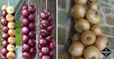 How to Braid Onions for Long-Term Storage and Other Storing Techniques - Gardening Channel Drying Onions, Harvest Onions, Storing Onions, Onion Benefits Health, Harvest Storage, Onion Storage, Growing Onions, Garden Sink, Onion Bulbs