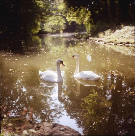 Elizabeth + Core + Aesthetic, 수채화 그림, Cottagecore Aesthetic, + Core + Aesthetic, Swan Lake, Swans, Beautiful Summer, Secret Garden, Aesthetic Pictures