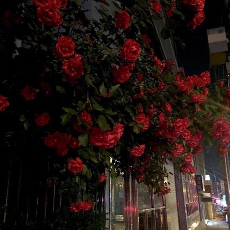 No Rain, Red Aesthetic, Dark Aesthetic, Pretty Flowers, Red Flowers, At Night, Flower Power, Red Roses, Beautiful Flowers