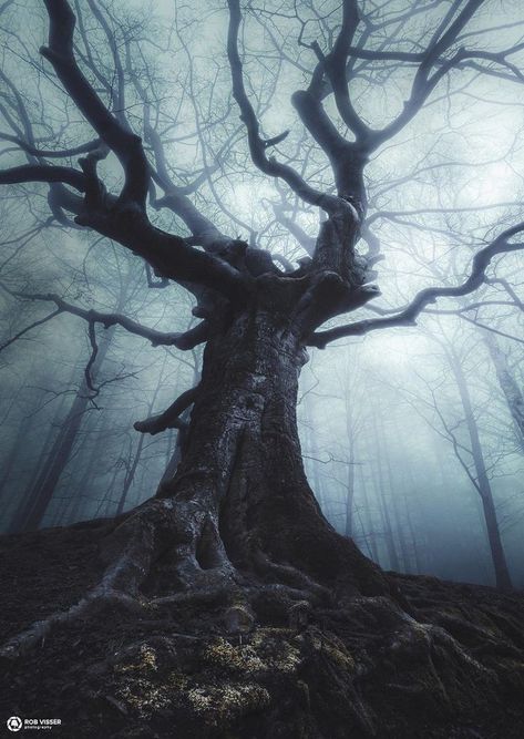 The Boogeyman, Wallpaper Tumblr, Old Tree, Witch Aesthetic, Dark Photography, Dark Forest, Landscape Photographers, Fantasy Landscape, Dark Fantasy Art