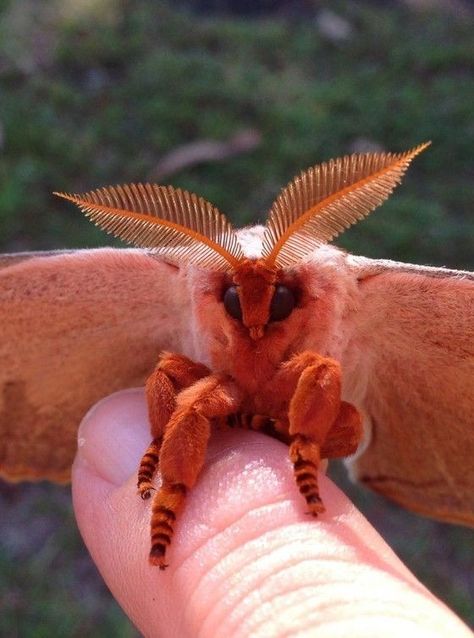 #aesthtic #moth #aesthticmoth Moth Up Close, Silk Moth Aesthetic, Domestic Silk Moth, Moths Face, Moth Types, Moths Cute, Luna Moth Aesthetic, Moth Fursona, Cool Moths