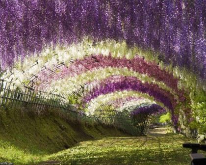 Flower Tunnel, Wisteria Tunnel, Hitachi Seaside Park, Flower Park, Wisteria Garden, Wisteria Flower, Cascading Flowers, Colorful Places, Unusual Things